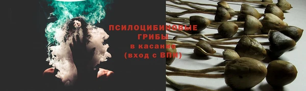 прущие грибы Ельня